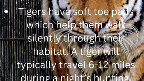 facts about tigers...5/50