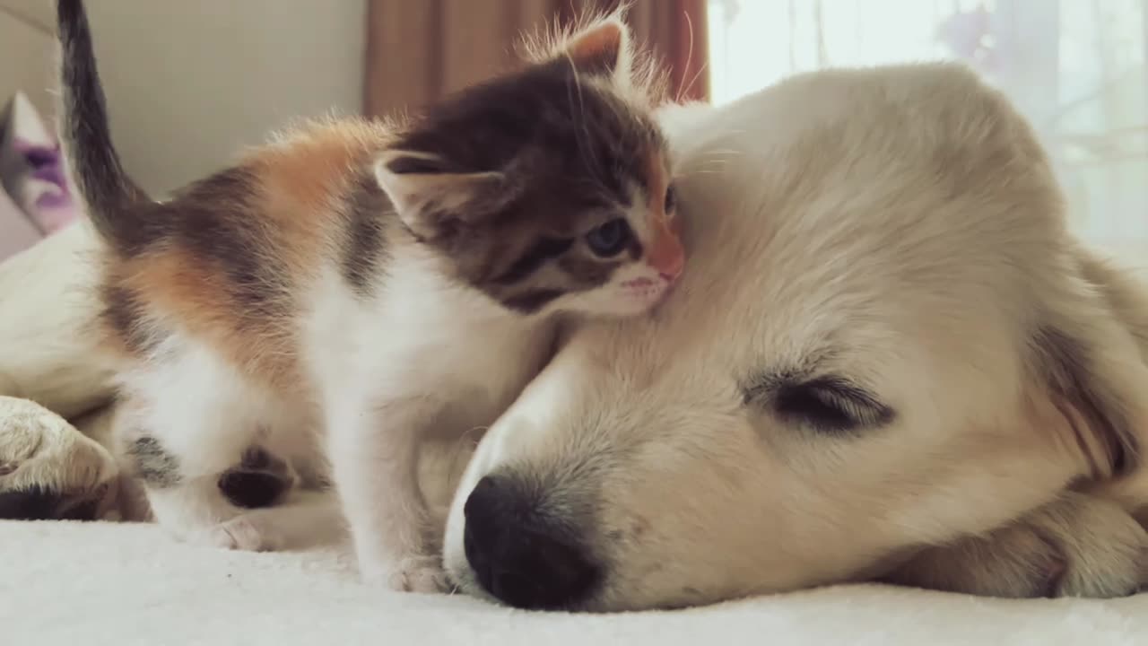 Baby Cat And Dog