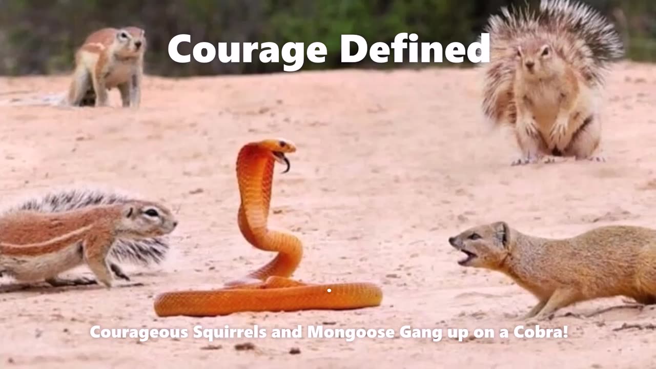 3 SQUIRRELS, A MONGOOSE, AND A COBRA!