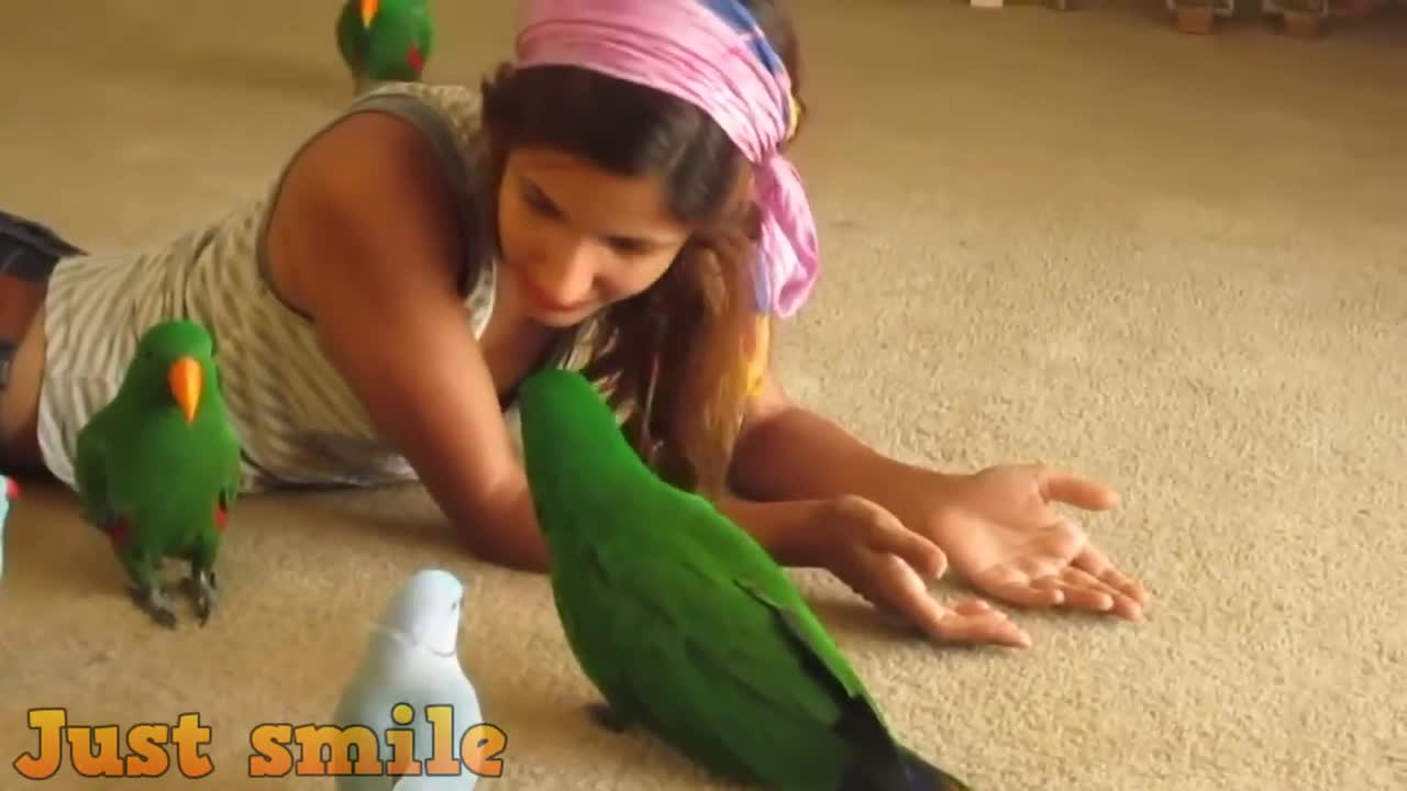 NEW Super Cute And Funny Parrots Compilation0