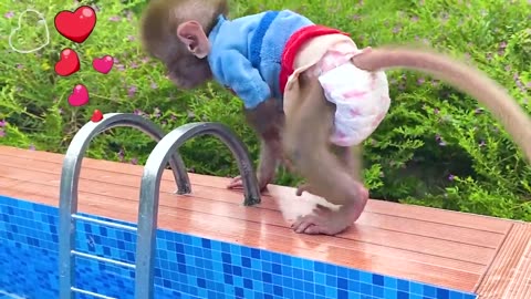 Monkey boy von in the plays with the Ducklings in the swimming pool #babymonkey #Anumal #Animalht