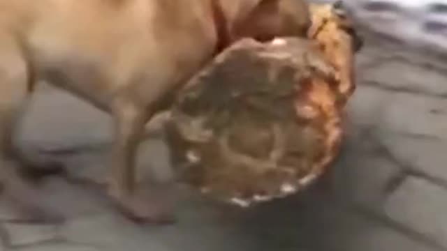 Animals video funny