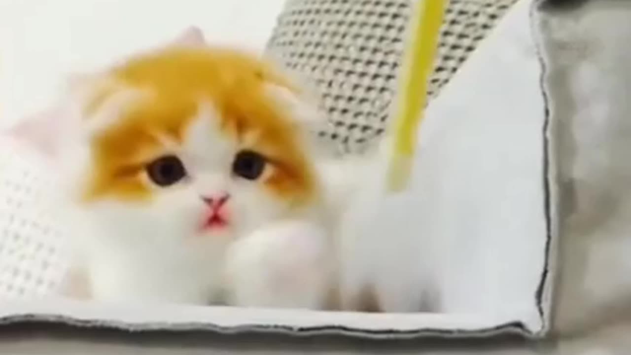 Cute cat funny videos 😍