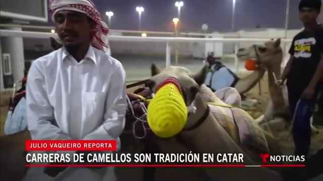 Catar tiene un 'camellódromo' para carreras de camellos - Noticias Telemundo