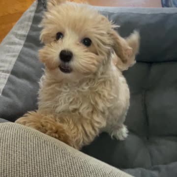 Maltipoo Puppy Playing With Her Owner