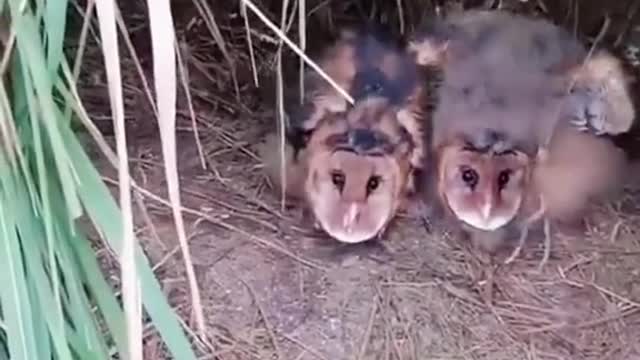 Awwww 🥰 so adorable 🥰