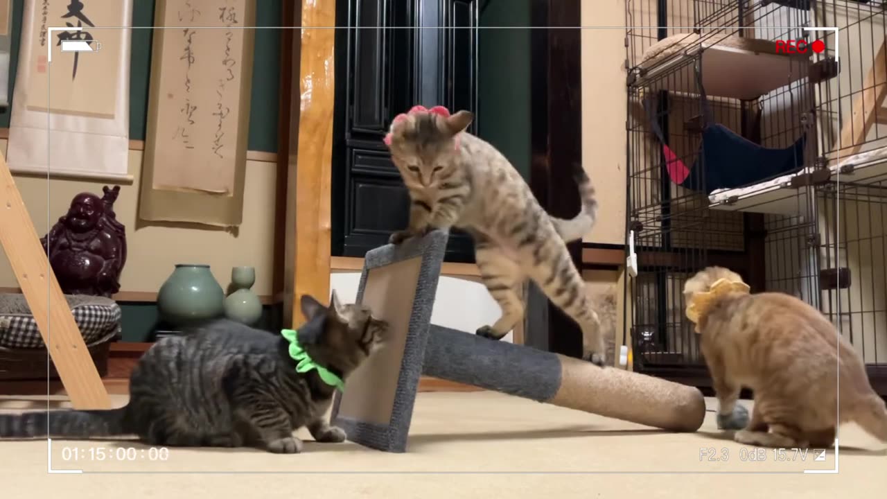 playful cute cats