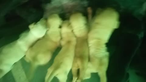 Puppies