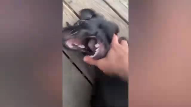 Best funny cat's and dog's videos 2021/try not to laugh|pet's town