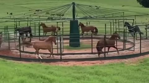 Horses trying