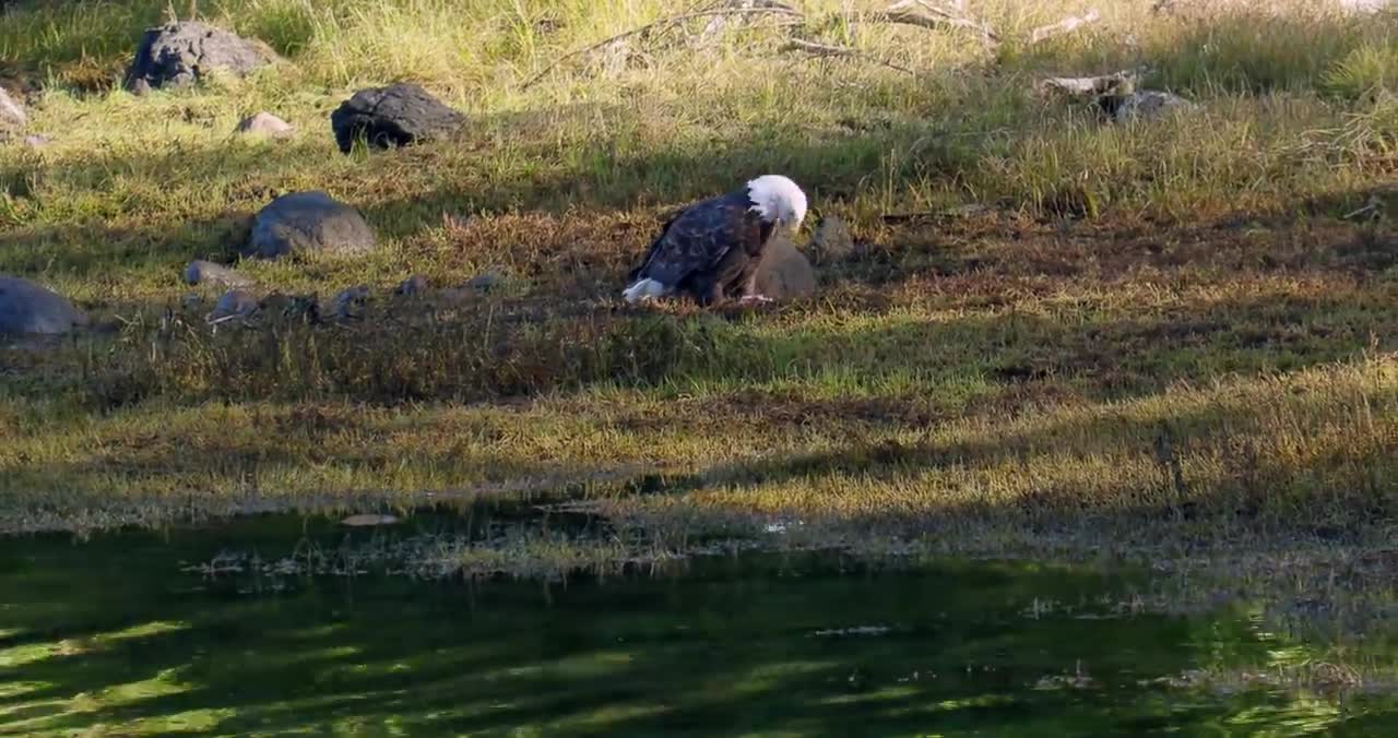 Bald Eagle: America’s Fursona