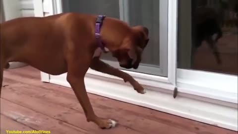 funny video of cat and dog 1