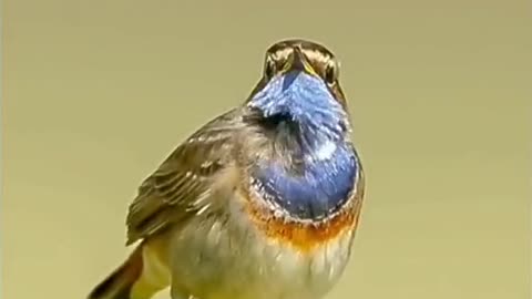 Bird song beautyful