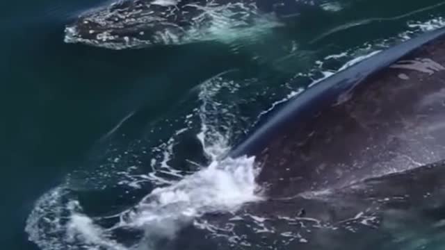 Did you see it? The water out of the whale made a rainbow