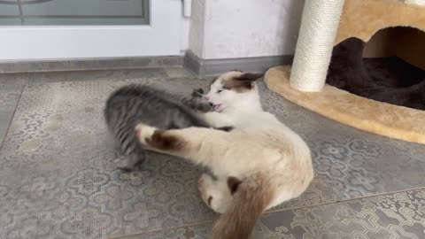 Funny Cat Attacked by Cute Kitten