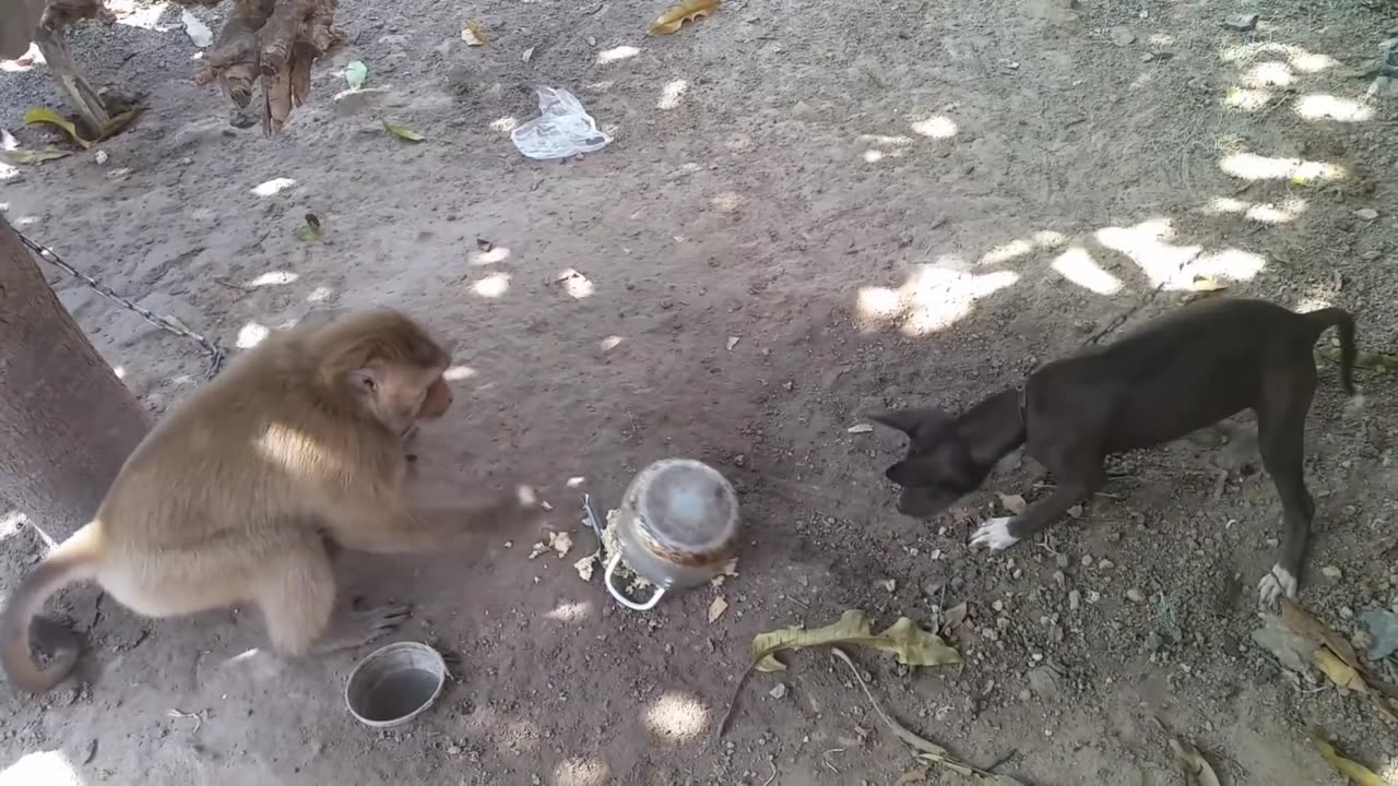 dog and cat monkey fight