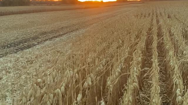 Amazing corn harvest sunset