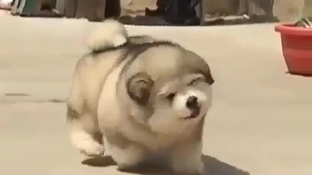 The dog is so fat that its flesh shakes when it walks