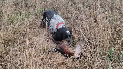 Ash's first pheasant