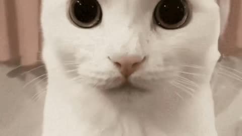 Cute Cat Gif