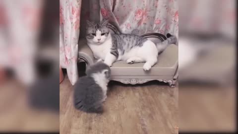 Funny cat videos