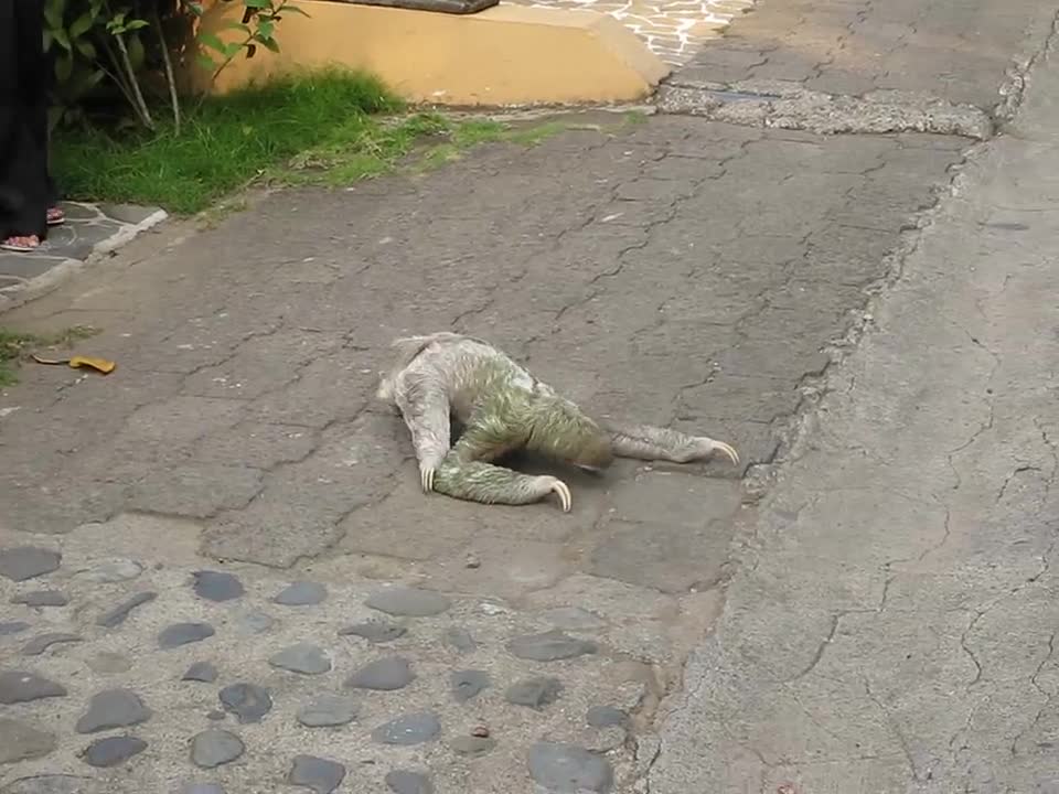 Three-toed sloth crossing the road in Costa Rica