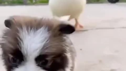 Funny Animal Videos