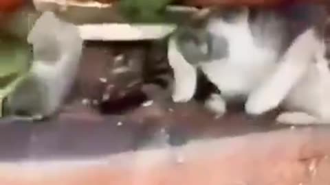 funny cat n dog