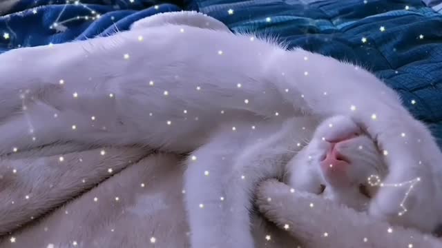 Sleeping cat baby