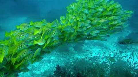 Fish diversity in the sea floor