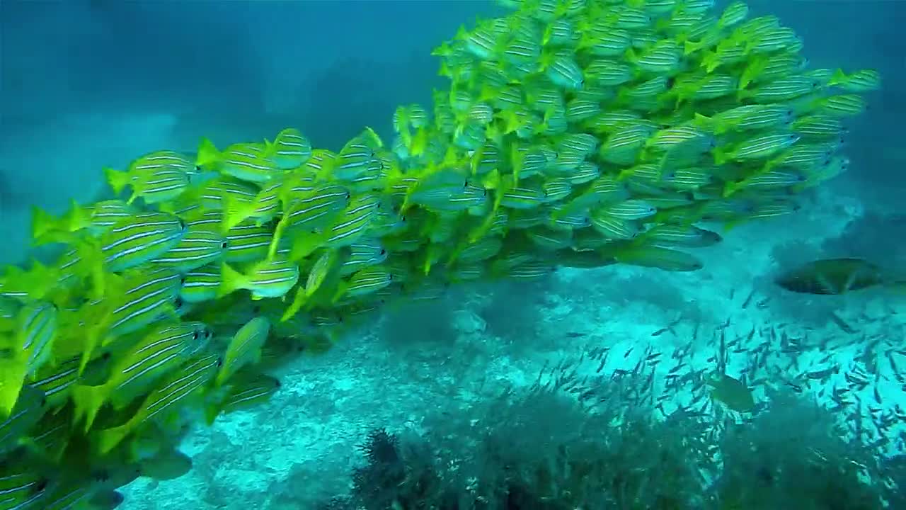 Fish diversity in the sea floor