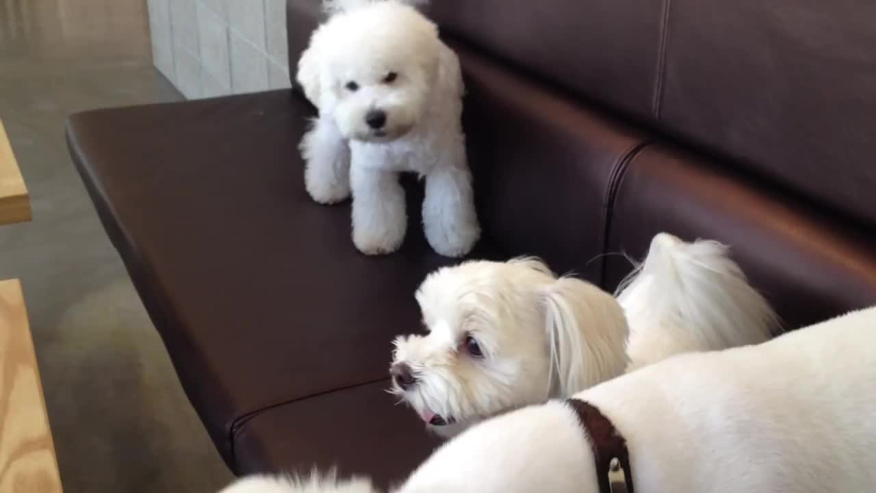 Responsible Older Brother Breaks Up A Playful Puppy Fight