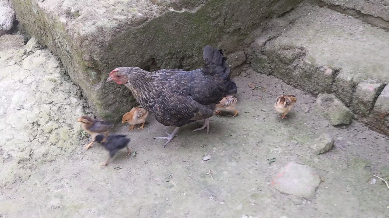 Hen Motherhood love