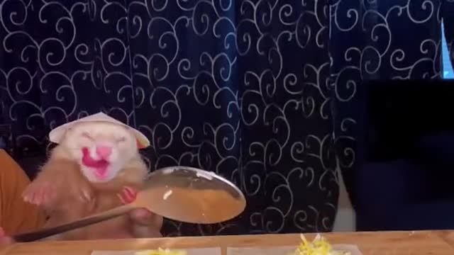 Chef Ferret did it again 😋