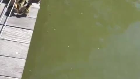 Erster Sprung - einfach mal was ganz anderes