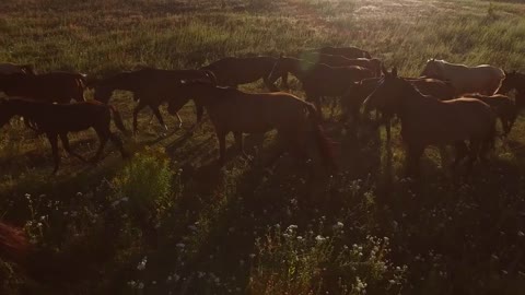 Horses walking on meadow. Horse flock is slowly moving