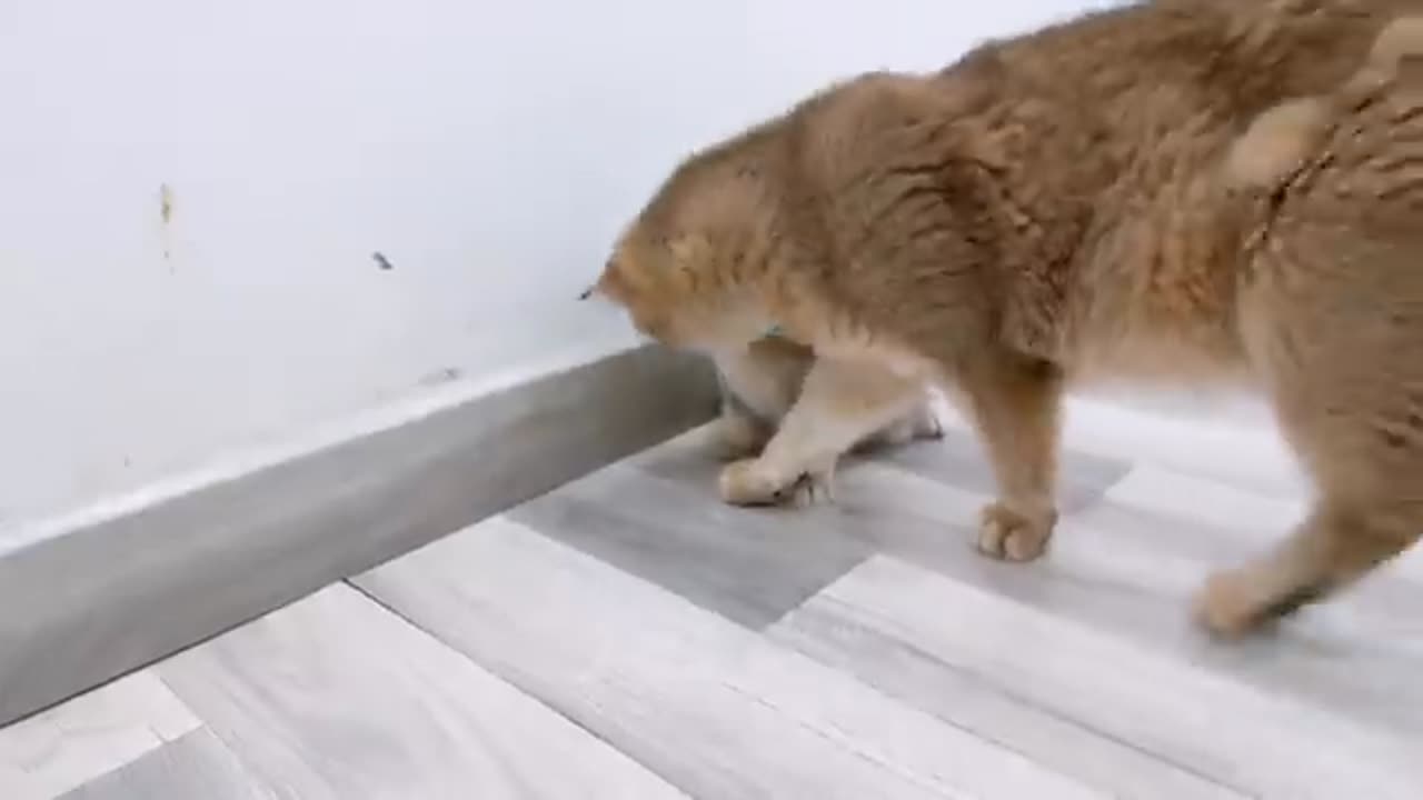 Funniest cat 🐈 😻 dog 🐕 🤣