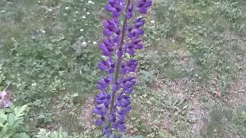 Lupine