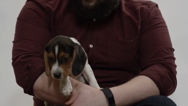 Owner man petting beagle puppy