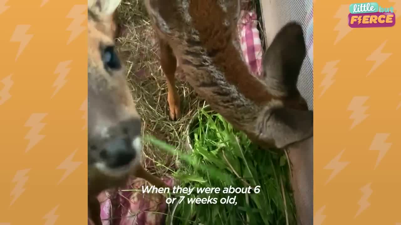 Rescue Deer Have Such A 'Bromance' | The Dodo Little But Fierce