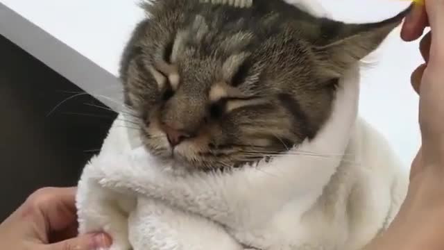 A cat that likes combing her hair