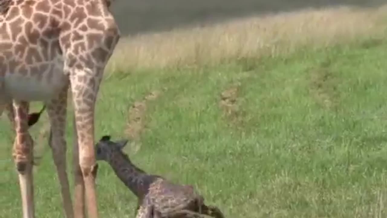 BABY GIRAFFE JUST BORN TAKES HIS FIRST STEPS