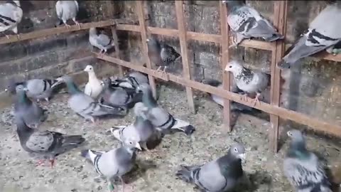 Toli waly best flying pigeons beautiful breeder pair