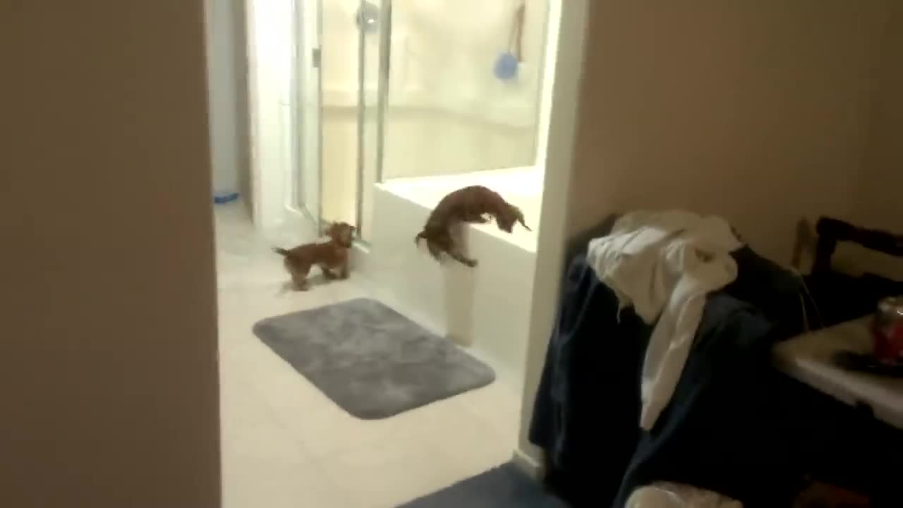 Mini Dachshund bath time