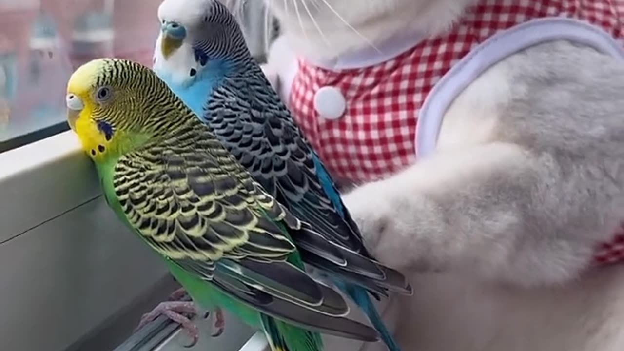 Cute Dog Play With Birds