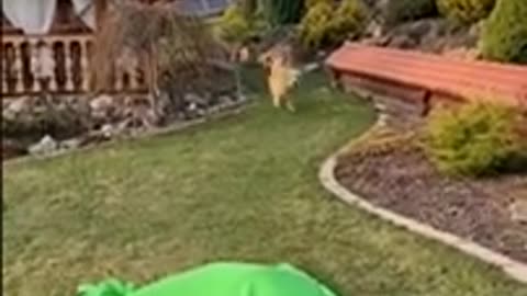 Funny Animals Videos