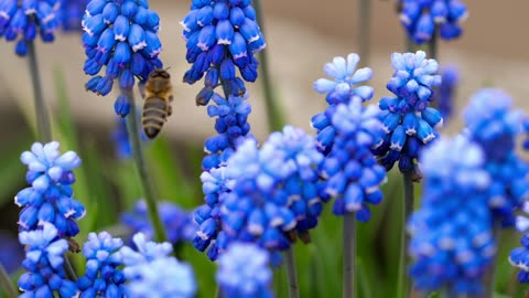 Bee flying around blue flowers