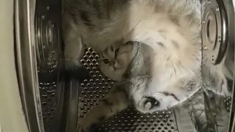 Cat Makes Itself Comfortable in the Washing Machine