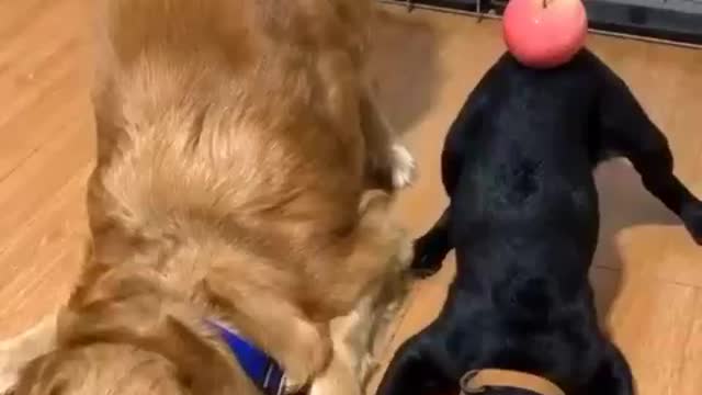 CUTE AND FUNNY PET VIDEOS - EVERYDAY PETS