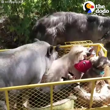 Guy Fills His House With Senior Dogs